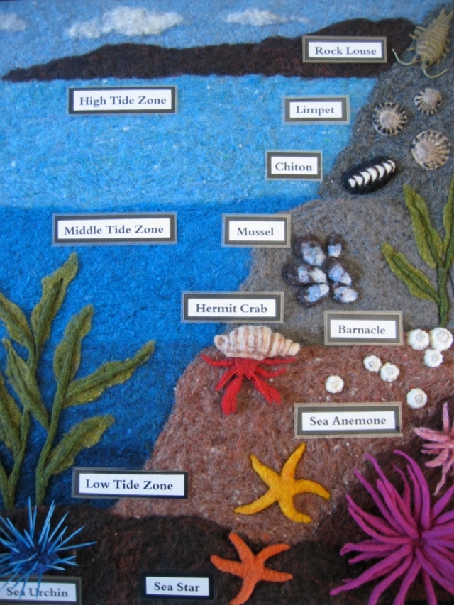 Tidal Zone chart marine life